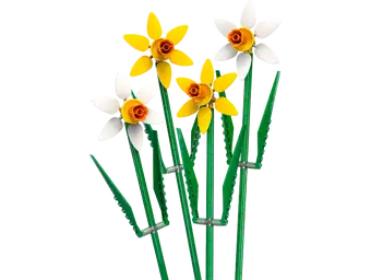 Daffodils 40747