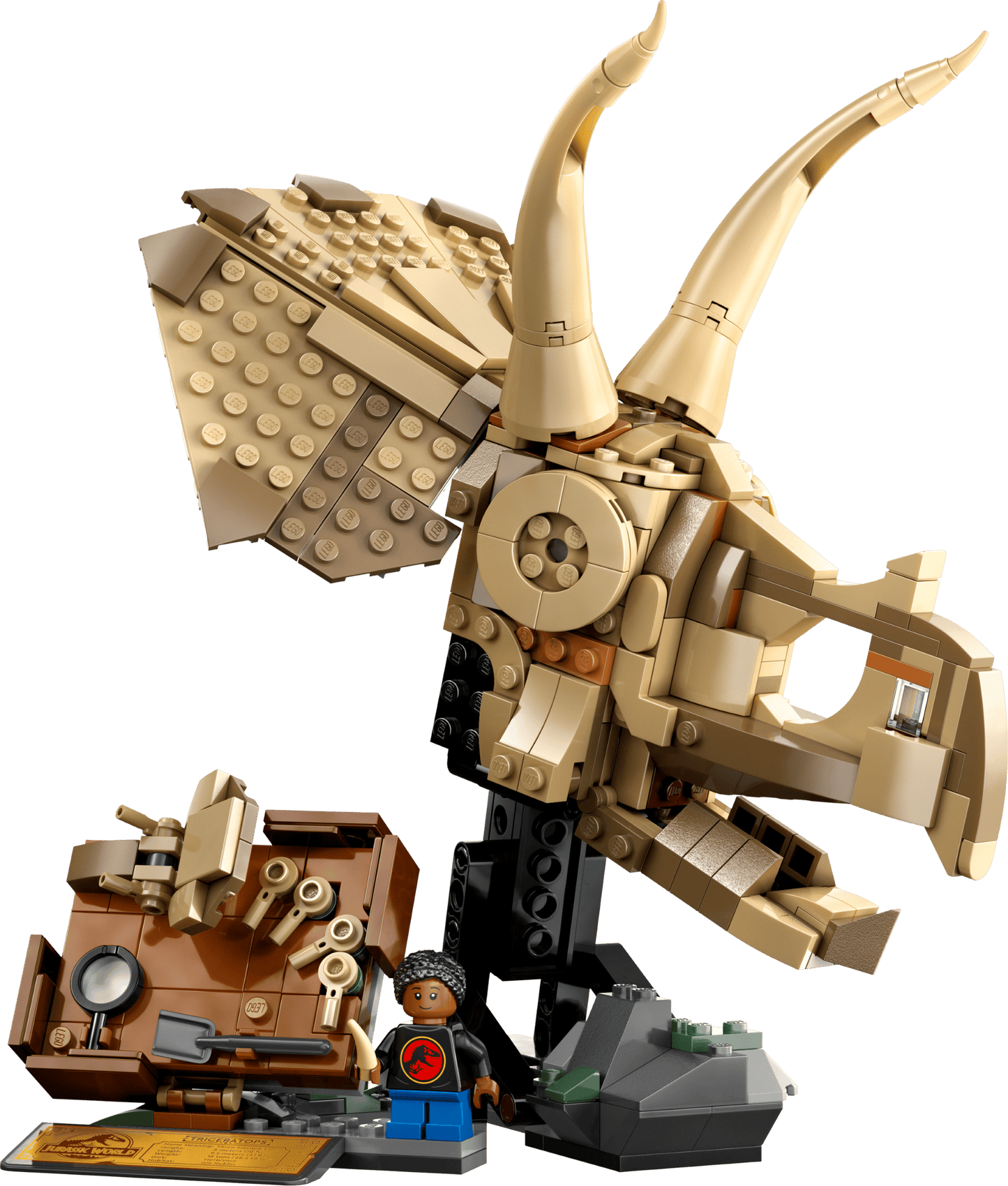 76969 Dinosaur Fossils: Triceratops Skull