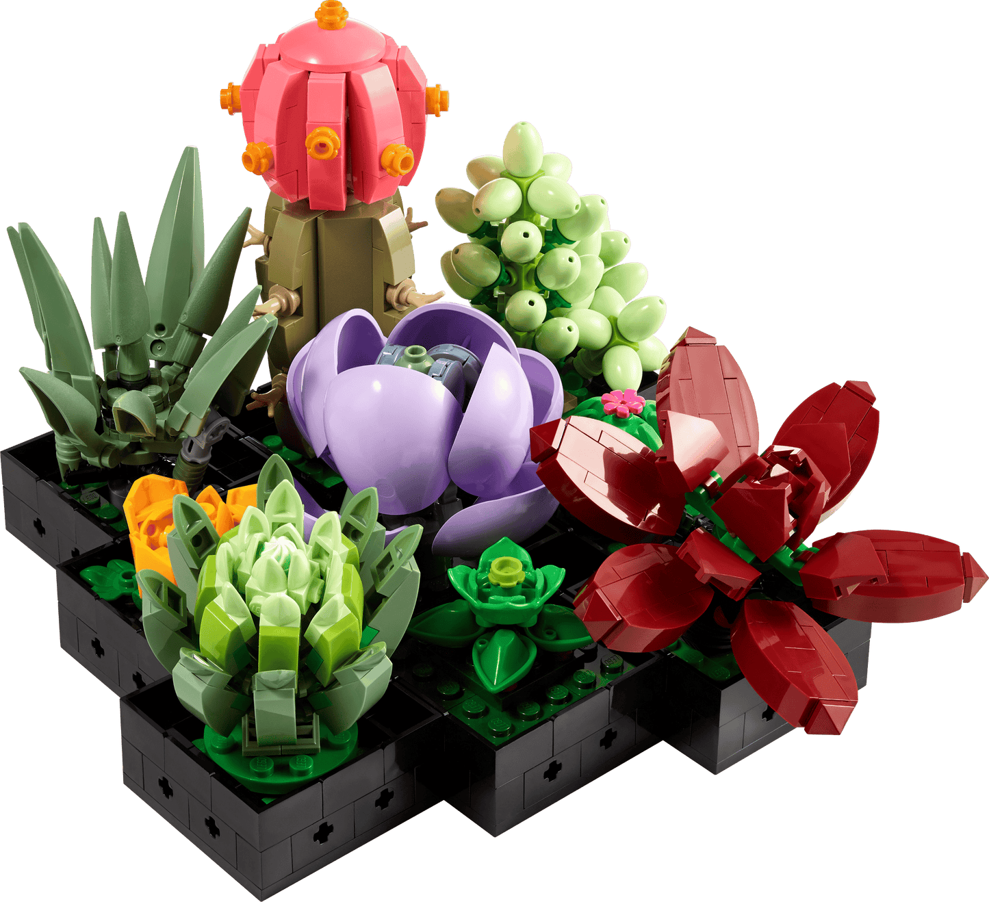 10309 Succulents
