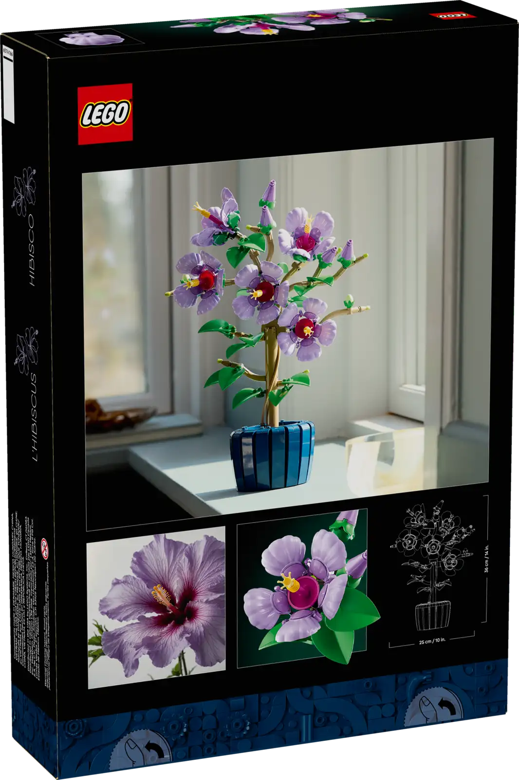 Hibiscus 10372