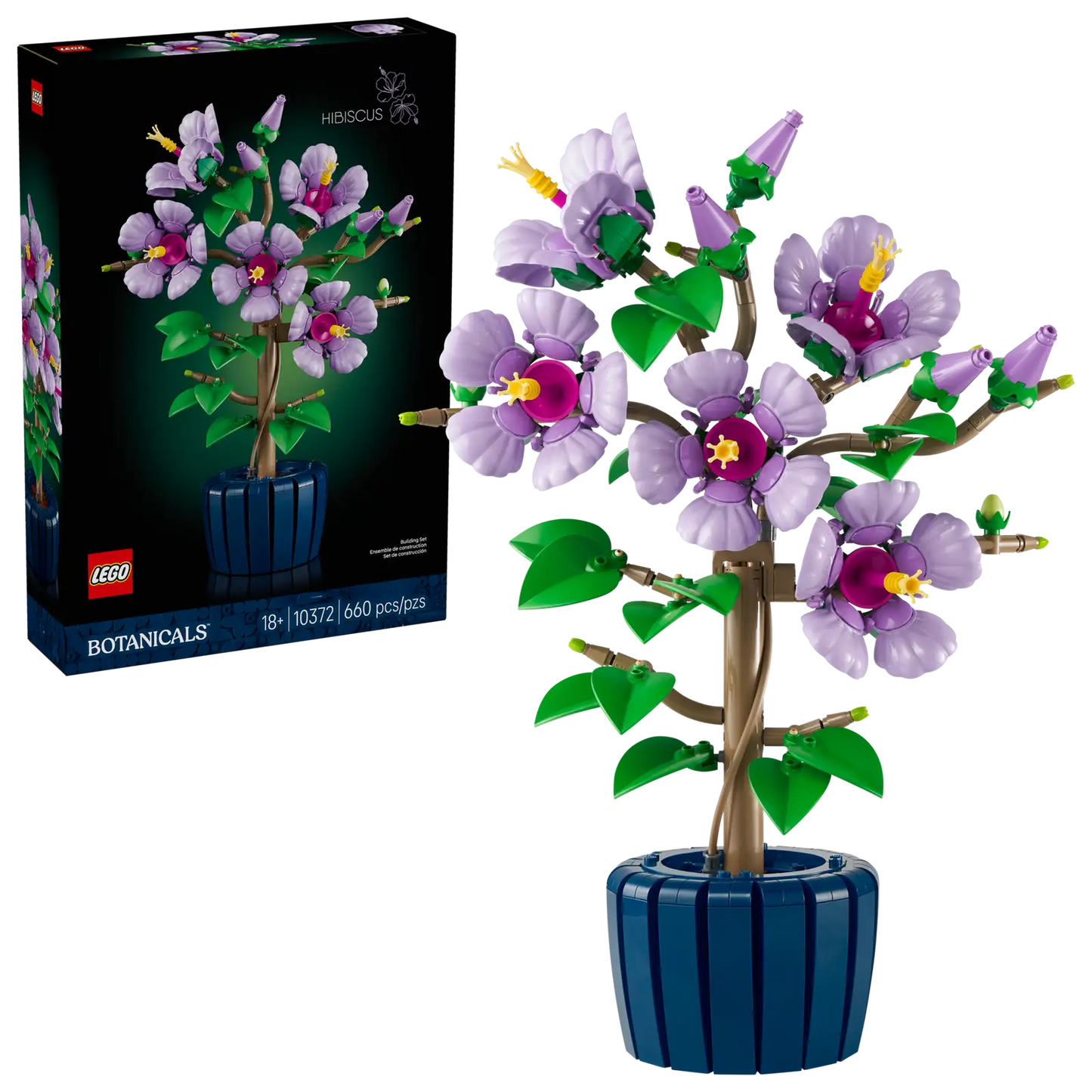 Hibiscus 10372