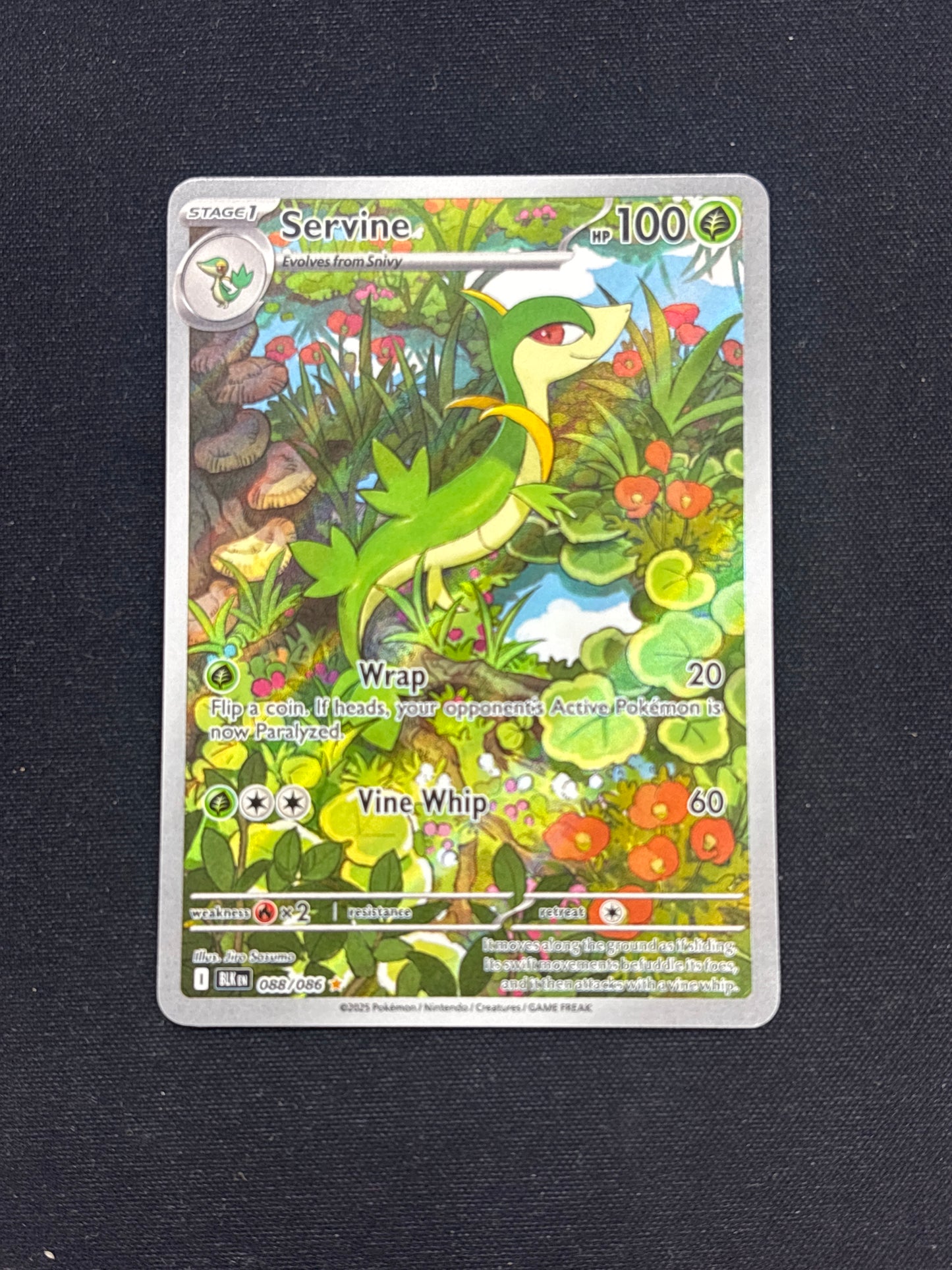 Auction Lot 103: Pokemon Cards Servine Illustration Rare Condition Vary